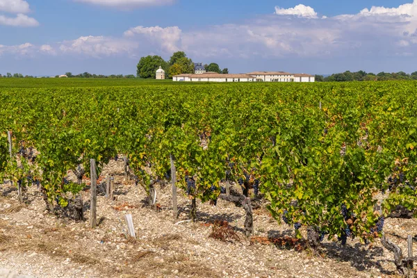 Типові Виноградники Біля Шато Латур Бордо Аквітанія Франція — стокове фото