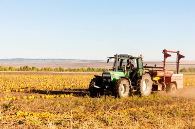 Bal kabağı tarlasında hasat zamanı traktörle, Aşağı Avusturya