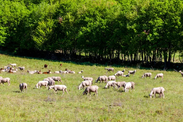 herd of sheep and goats on the meadow