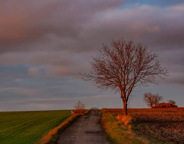 lonely tree with path during sunset