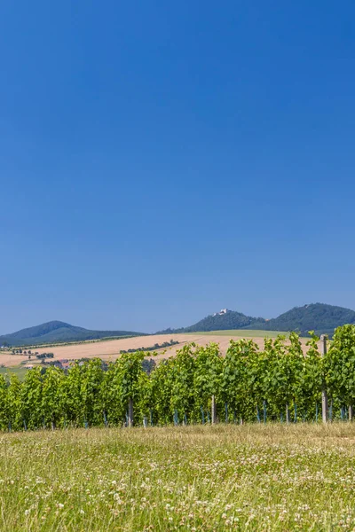 Landscape Vineyards Buchlov Castle Slovacko Southern Moravia Czech Republic — Photo