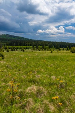 Stozec yakınlarındaki tipik bahar manzarası, Ulus Parkı Sumava, Çek Cumhuriyeti