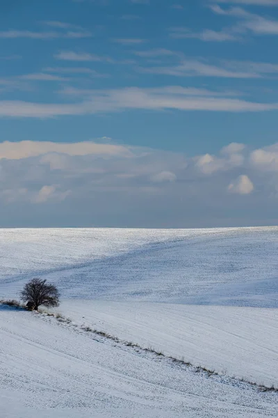 Vinterlandskap Med Ett Ensamt Träd Slovakien Södra Mähren Tjeckien — Stockfoto