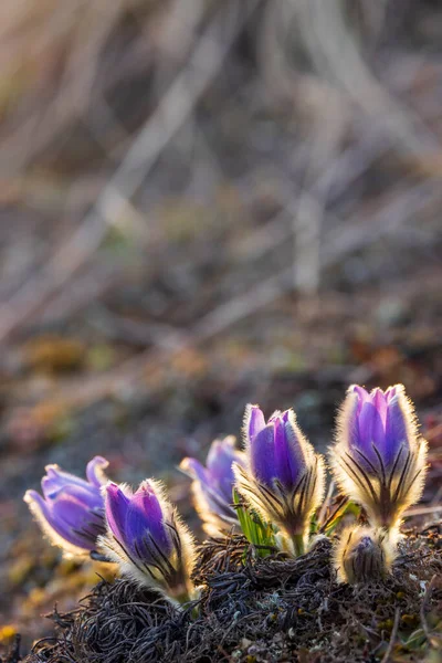 Pasque Flower National Park Podyji Southern Moravia Czech Republic — Stock Photo, Image