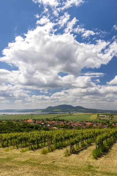 Vineyard Nära Velke Bilovice Södra Mähren Tjeckien — Stockfoto