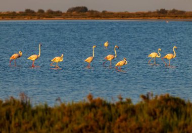 Flamingo in Parc Naturel bölgesel de Camargue, Provence, Fransa