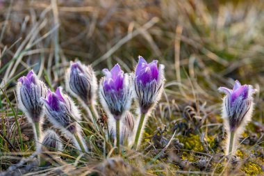 Pasque Çiçeği, Ulusal Park Podyji, Güney Moravya, Çek Cumhuriyeti