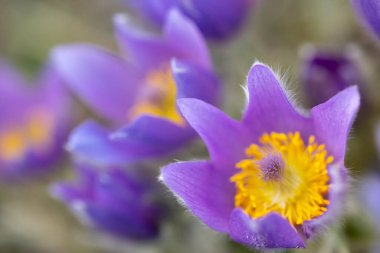 Pasque Çiçeği, Ulusal Park Podyji, Güney Moravya, Çek Cumhuriyeti