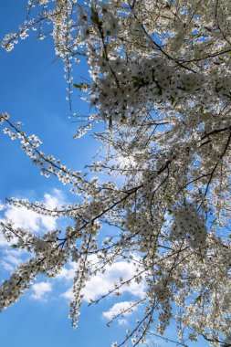 Mavi gökyüzüne karşı beyaz çiçek açan ağaç.