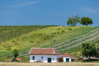 Mailberg, Aşağı Avusturya yakınlarındaki Diepolz 'da geleneksel şarap mahzenleri sokağı (kellergasse)