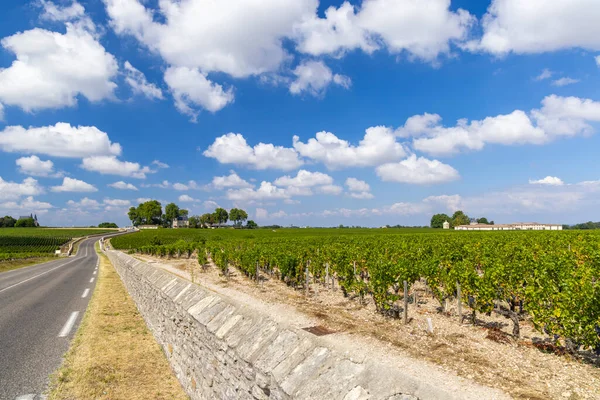 Типичные Виноградники Рядом Шато Латур Бордо Аквитания Франция — стоковое фото
