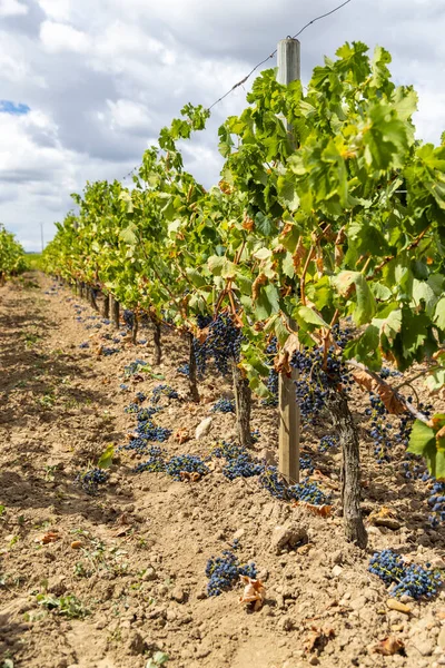 Redução Uvas Amadurecimento Para Produzir Vinhos Mais Alta Qualidade Bordéus — Fotografia de Stock