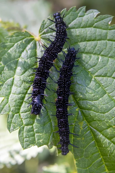Black Caterpillars Green Leaf — Stock Photo, Image