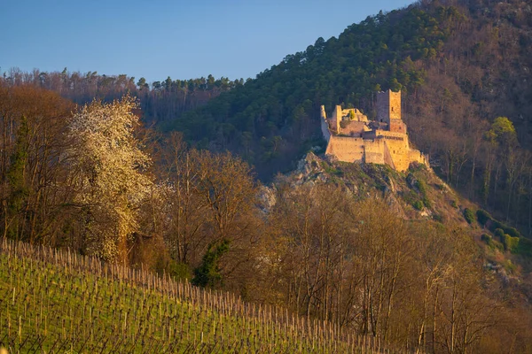 Chateau Saint Ulrich Ruins Ribeauville Alsace France — Stock Photo, Image