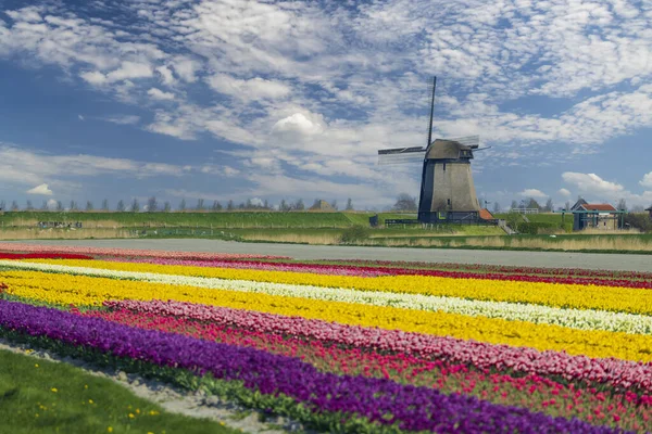 Väderkvarn Med Tulpanfält Nordholland Nederländerna — Stockfoto