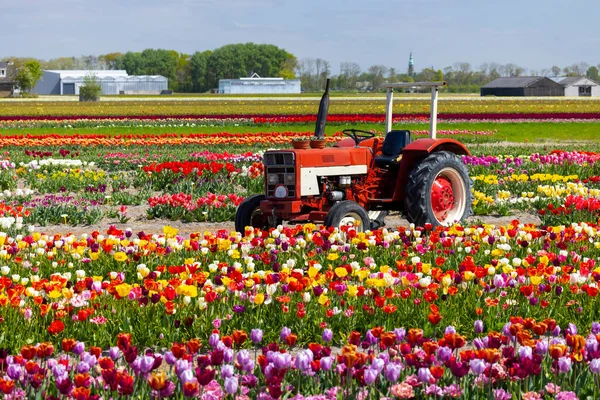 Field Tulips Old Tractor Keukenhof Netherlands — Stock fotografie
