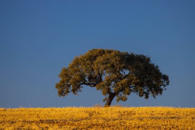 Endülüs manzarasında yalnız ağaç, İspanya