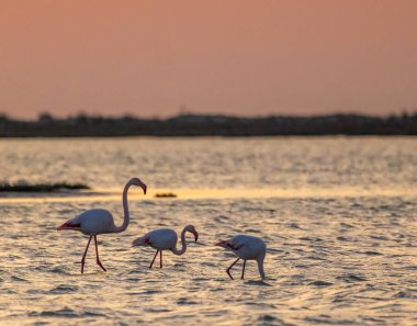 Flamingo in Parc Naturel bölgesel de Camargue, Provence, Fransa