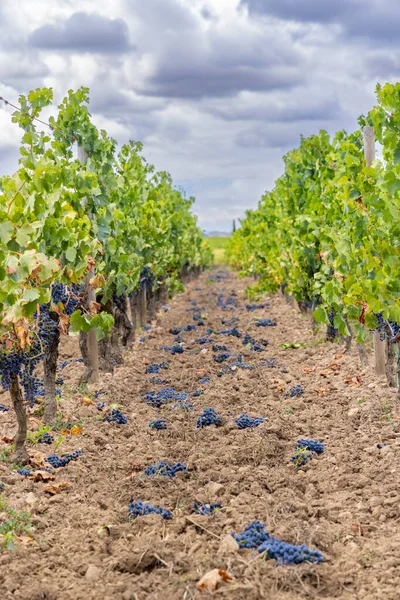 Minskning Druvmognad För Att Producera Viner Högsta Kvalitet Bordeaux Frankrike — Stockfoto