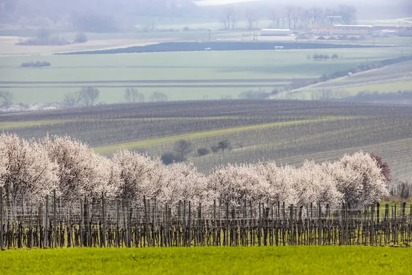 チェコ共和国南モラヴィアのノベ ムリニーダム付近の春の風景 — ストック写真