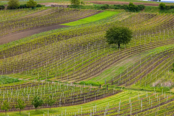 Весняний Виноградник Поблизу Цейковіце Південна Моравія Чехія — стокове фото