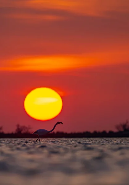 Flamingo Parc Naturel Regional Camargue Provenza Francia — Foto de Stock