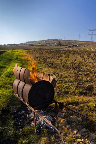 Весенние Виноградники Вблизи Живри Бургунди Франция — стоковое фото