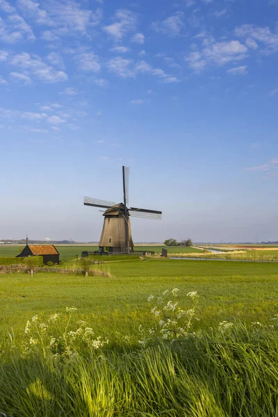 Moinhos Noord Holland Países Bajos — Fotografia de Stock