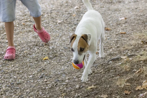 Dog with ball playing with children