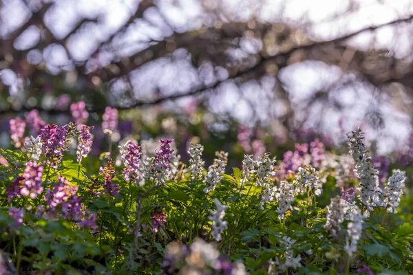 Ontto Savupiippu Corydalis Cava Kevätmetsä Etelä Moravia Tsekin Tasavalta — kuvapankkivalokuva