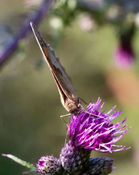 Nahaufnahme Eines Schmetterlings Auf Der Distel — Stockfoto