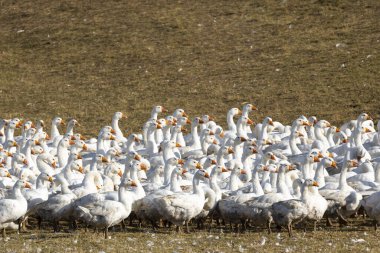 Açık havada kaz sürüsü, Macaristan