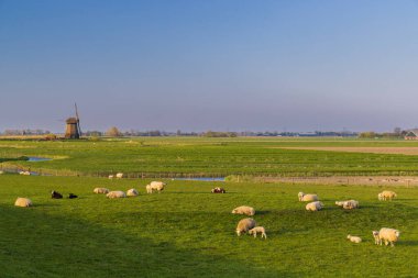 Hollanda, Hollanda 'da koyun sürüsü olan yel değirmeni