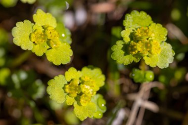 Spring flower in Triglavski national park, Slovenia