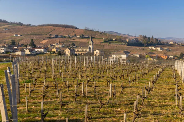 Spring Vineyards Chenas Beaujolais Burgundy France — Stock Photo, Image