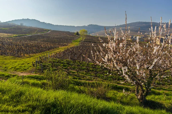 Spring Vineyards Chenas Beaujolais Burgundy France — стоковое фото