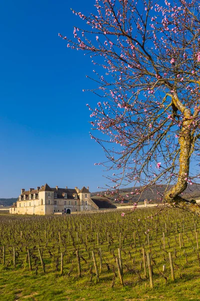 Clos Vougeot Castle Cote Nuits Burgundy France — Stock Photo, Image