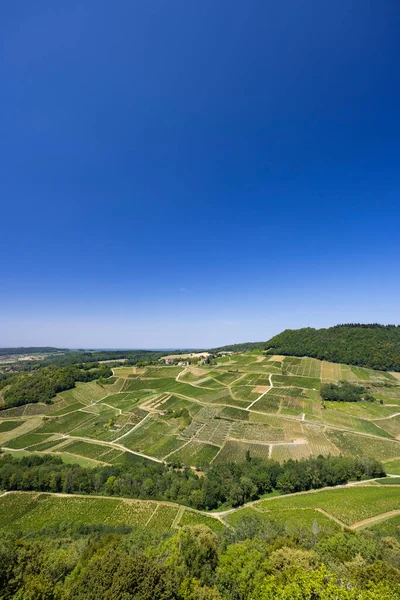 Vineyards Chateau Chalon Department Jura Franche Comte France — Foto Stock