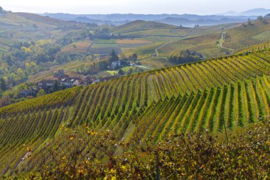 Sonbahar üzüm bağları, Piedmont, İtalya
