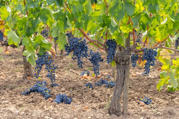 Reduksjon Modnende Druer Produsere Kvalitetsvin Høyeste Kvalitet Bordeaux Frankrike – stockfoto