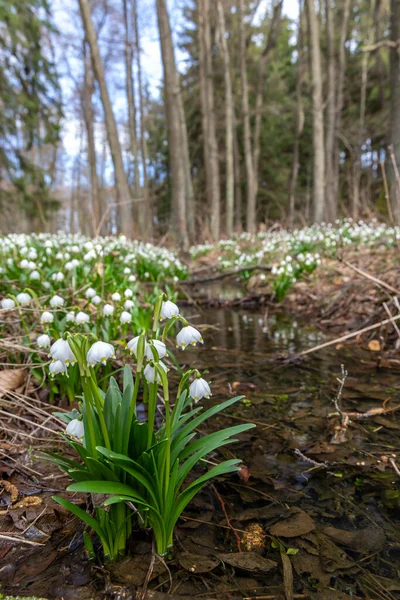Early Spring Forest Spring Snowflake Vysocina Czech Repubic — Stock Photo, Image