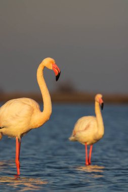 Flamingo in Parc Naturel bölgesel de Camargue, Provence, Fransa