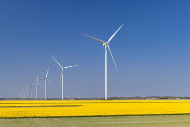 Hollanda 'nın kuzeyinde sarı lale tarlasına sahip rüzgar türbinleri