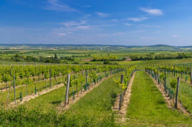Mailberg yakınlarındaki üzüm bağları, Aşağı Avusturya, Avusturya