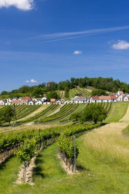 Traditional wine cellars with vineyard in Galgenberg near Wildendurnbach, Lower Austria, Austria