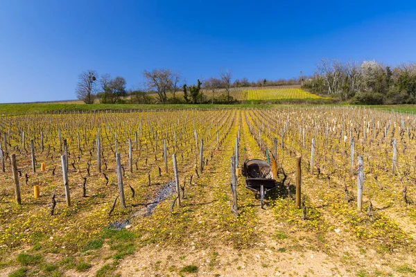 Spring Vineyards Beaune Burgundy France — Foto Stock