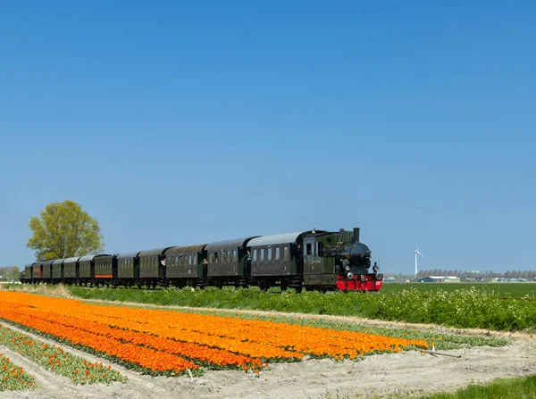 Steam Trai Tulip Field Hoorn Medemblik Noord Holland Netherlands — Stock Photo, Image