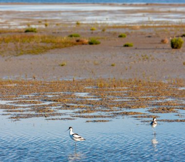 Ulusal Park Camargue, Provence, Fransa
