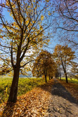 Macaristan 'ın kuzeyinde Banhorvati yakınlarında sonbahar geçidi