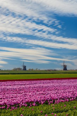 Field of tulips with Ondermolen windmill near Alkmaar, The Netherlands